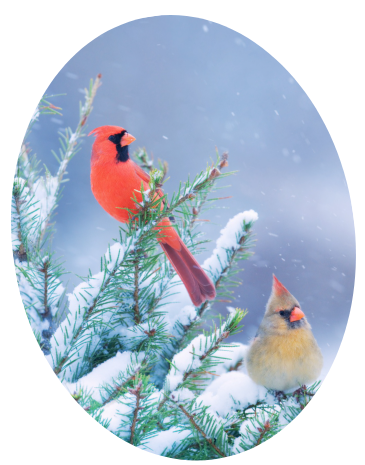 a male and female cardinal sit in a snowy pine tree 